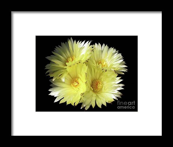 Bishops Cap Framed Print featuring the photograph Burst Of Color by Kelly Holm