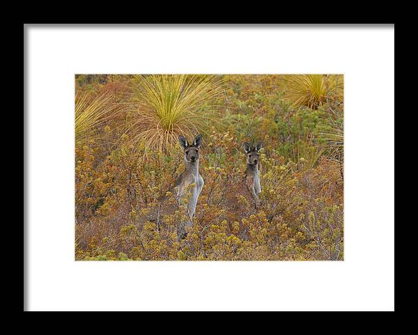 Kangaroo Framed Print featuring the photograph Bush Kangaroos by Tony Brown