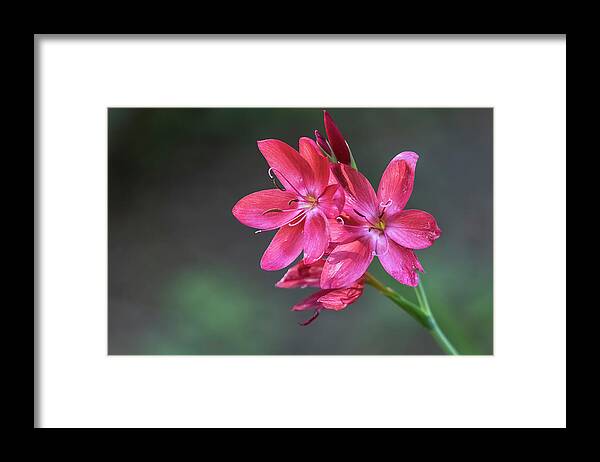 Bush Lily Framed Print featuring the photograph Bush Lily, No. 2 by Belinda Greb