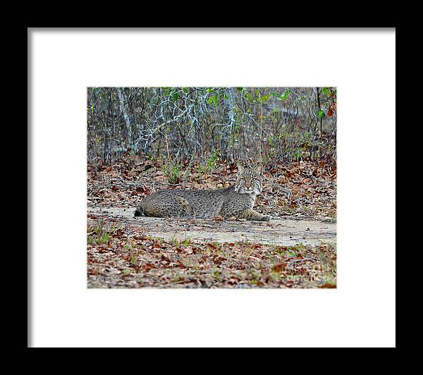 Bobcat Framed Print featuring the photograph Bobcat Breather by Al Powell Photography USA