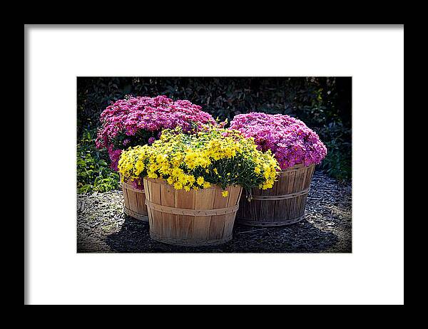 Flowers Framed Print featuring the photograph Bushels of Fall Flowers by AJ Schibig