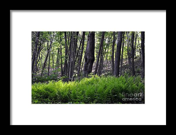 Bushkill Falls Framed Print featuring the photograph Bushkill Falls Ferns by Andrew Dinh