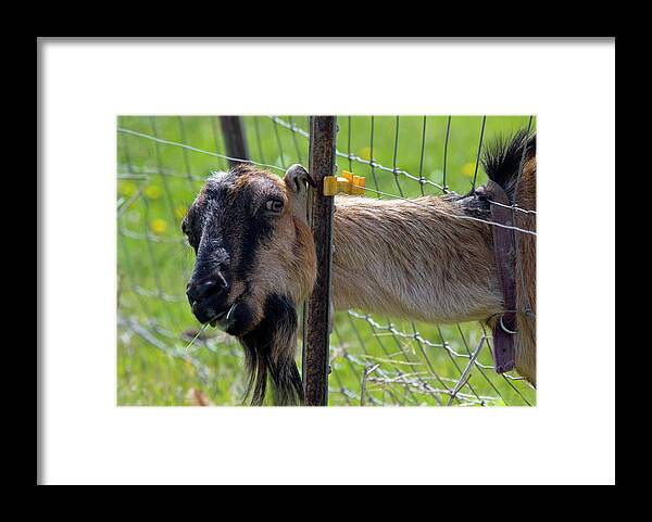 Goat Framed Print featuring the photograph Busted by Michael Dawson