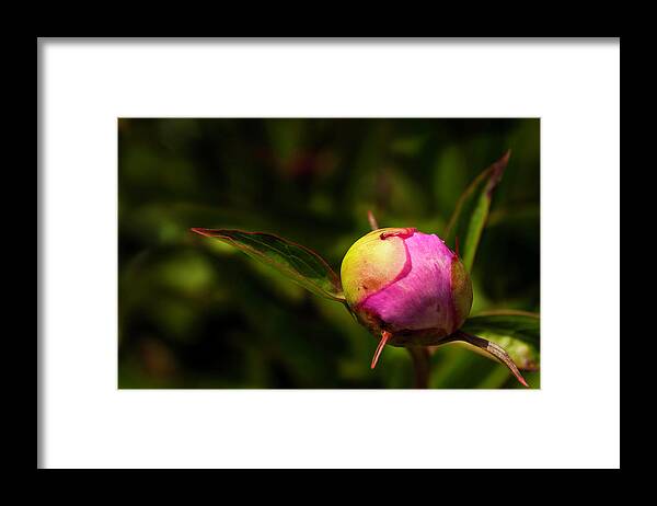 Peony Framed Print featuring the photograph Busting Out by John Roach