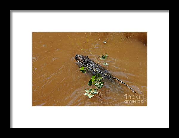 Beaver Framed Print featuring the photograph Busy Beaver by Sandra Updyke