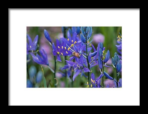 Bee Framed Print featuring the photograph Busy Bee by Brian Eberly