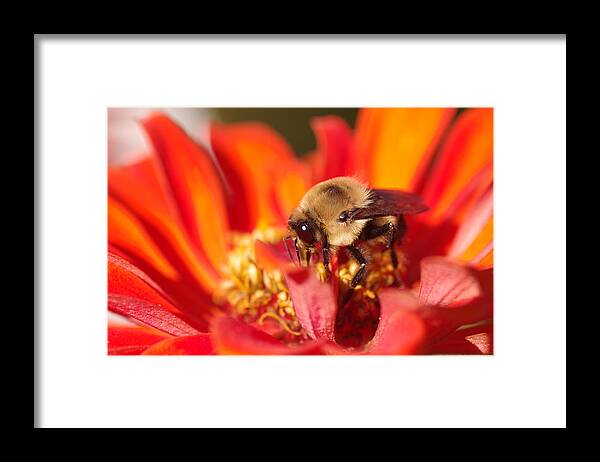 Bee Framed Print featuring the photograph Busy Bee II by Greg Graham