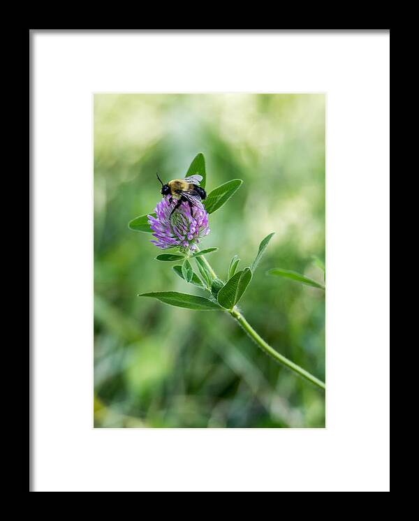 Bee Framed Print featuring the photograph Busy Bee by Holden The Moment