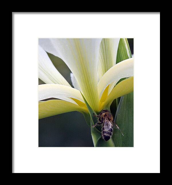Yellow Iris Framed Print featuring the photograph Busy Bee by Kami McKeon
