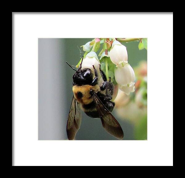 Bees Framed Print featuring the photograph Busy Bee on Blueberry Blossom by Linda Stern