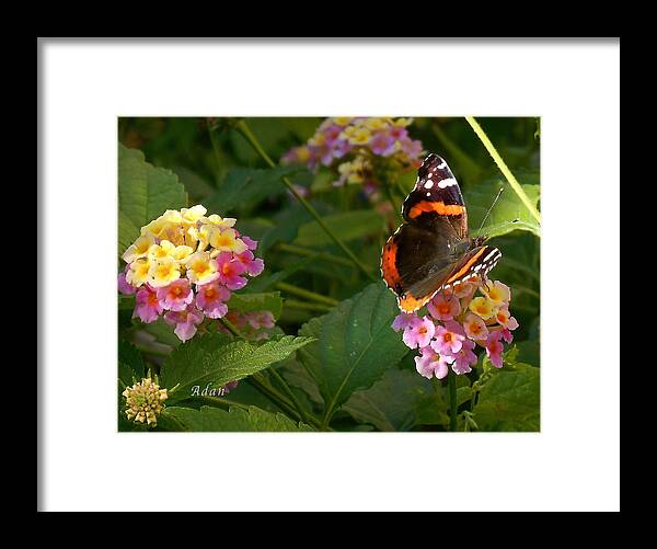 Monarch Butterfly Framed Print featuring the photograph Busy Butterfly Side 1 by Felipe Adan Lerma