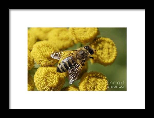 Honey Bee Framed Print featuring the photograph Busy honey bee by John Mitchell