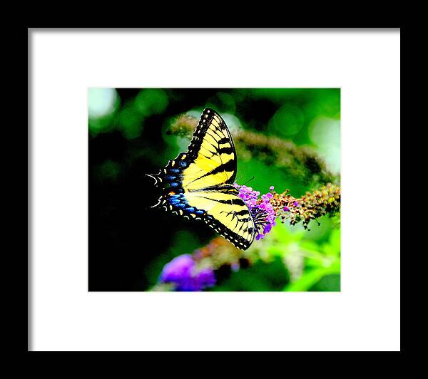Akeview Framed Print featuring the photograph Butterflie by Aron Chervin