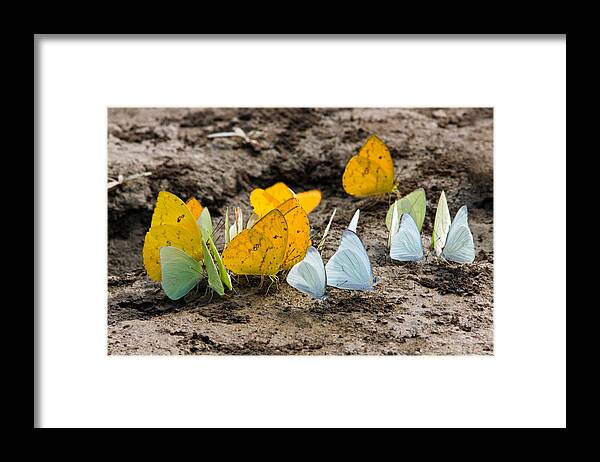 Butterflies Framed Print featuring the photograph Butterflies Eating Minerals by Aivar Mikko