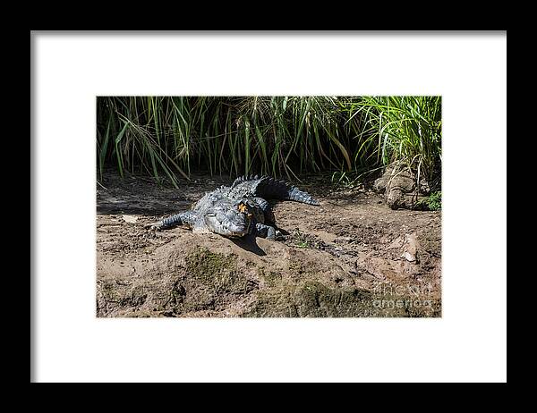 Canyon Framed Print featuring the photograph Butterflies on a Crocodile by Kathy McClure