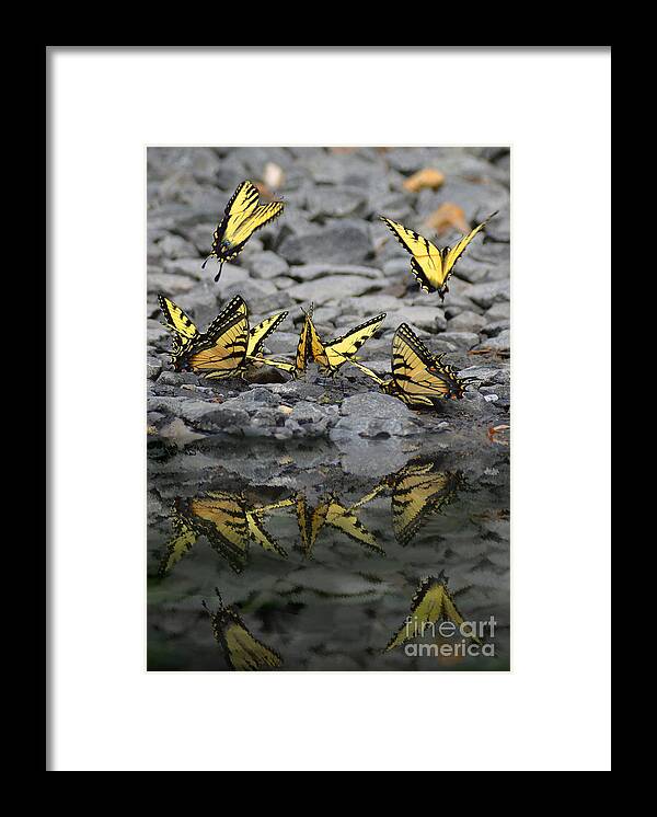 Butterflies Framed Print featuring the photograph Butterflies Reflection by Kathy Russell