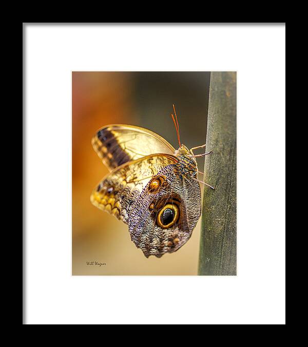 Butterfly Framed Print featuring the photograph Butterfly 02 by Will Wagner