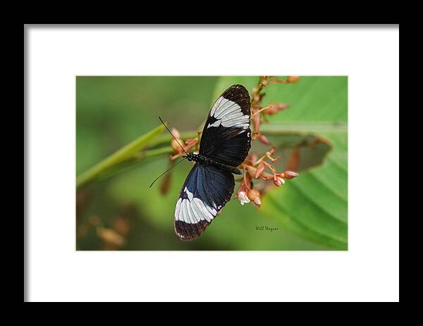 Butterfly Framed Print featuring the photograph Butterfly 06 by Will Wagner