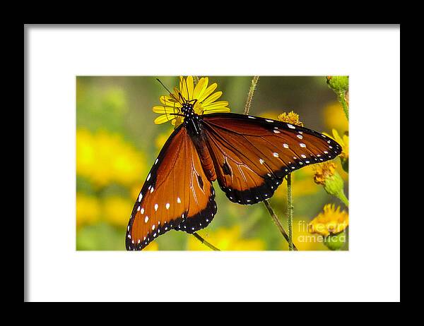 Nature Framed Print featuring the photograph Butterfly 1 by Christy Garavetto