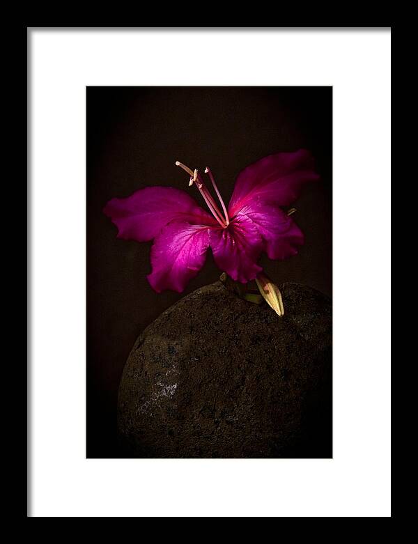 Butterfly Framed Print featuring the photograph Butterfly 1 by Lou Novick