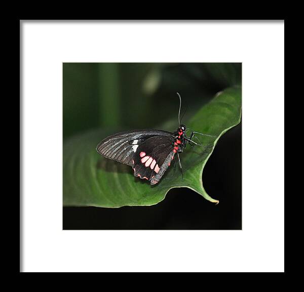Butterfly Framed Print featuring the photograph Butterfly 1 by Rich Bodane