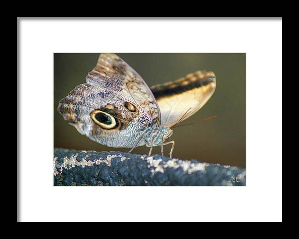 Bird Framed Print featuring the photograph Butterfly No1 by Sam Davis Johnson