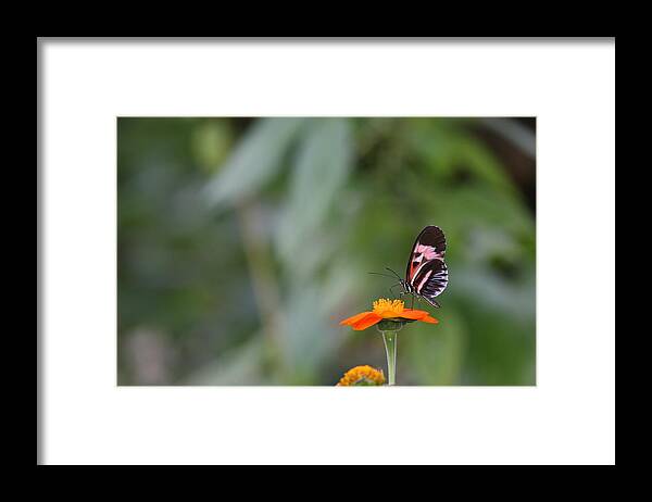 Butterfly Framed Print featuring the photograph Butterfly 16 by Michael Fryd