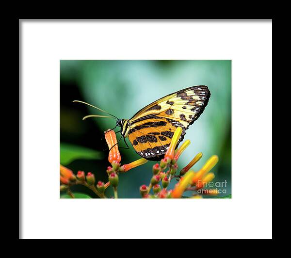 Butterfly Framed Print featuring the photograph Butterfly #1957 by Chuck Flewelling
