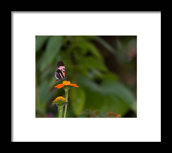 Butterfly Framed Print featuring the photograph Butterfly 26 by Michael Fryd