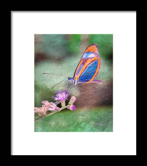 Butterfly Framed Print featuring the photograph Butterfly #7 by Will Wagner