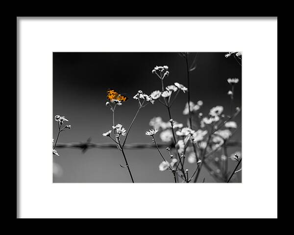 Butterfly Framed Print featuring the photograph Butterfly and Barb Wire by Holden The Moment