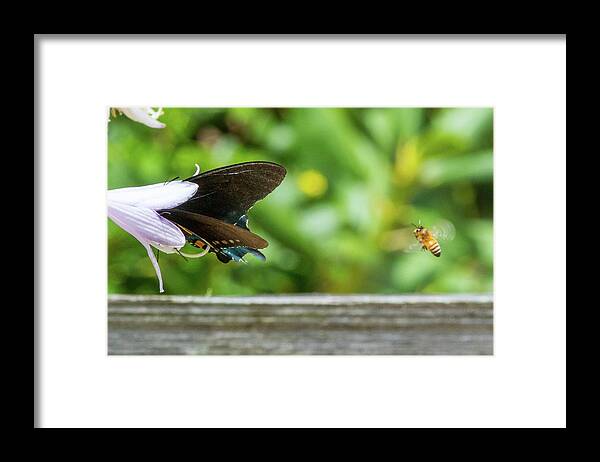 Butterfly Framed Print featuring the photograph Butterfly and Bee by D K Wall