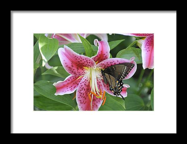 Butterfly Framed Print featuring the photograph Butterfly and Lilly by David Arment