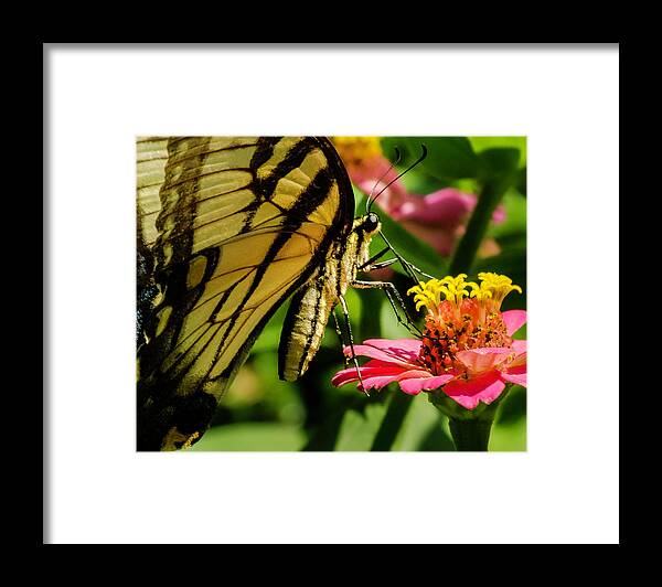 Butterfly Framed Print featuring the photograph Butterfly and Zinnia by John Roach