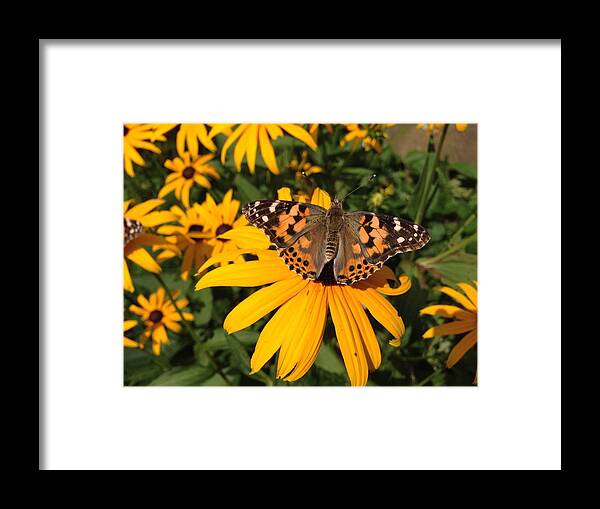 Butterfly Framed Print featuring the photograph Butterfly by Annie Walczyk