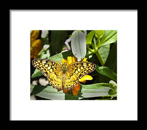Butterfly Framed Print featuring the photograph Butterfly at Rest by Bill Barber