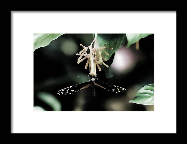 Butterfly Framed Print featuring the photograph Butterfly BW by Lawrence Christopher