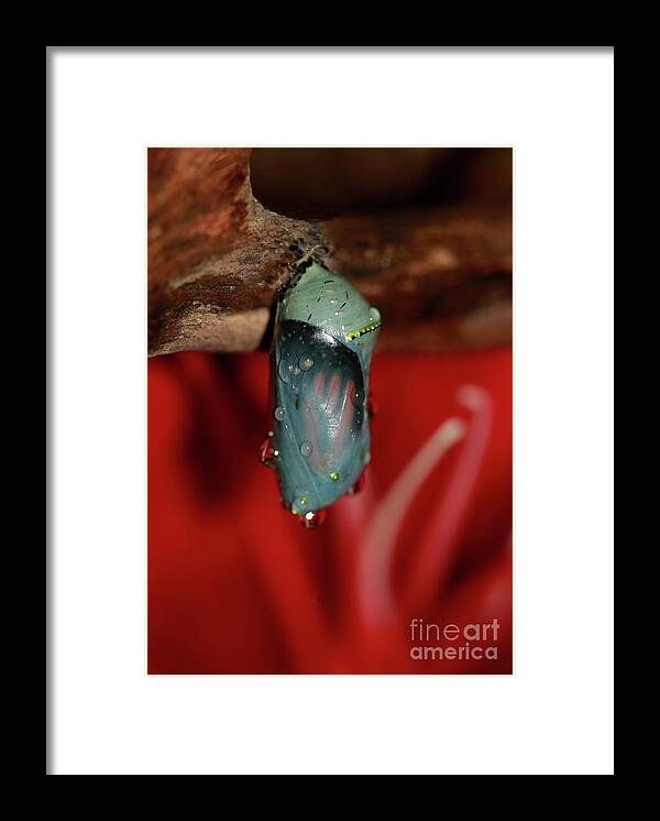 Monarch Butterfly Framed Print featuring the photograph Butterfly Chrysalis and Red Lily by Luana K Perez