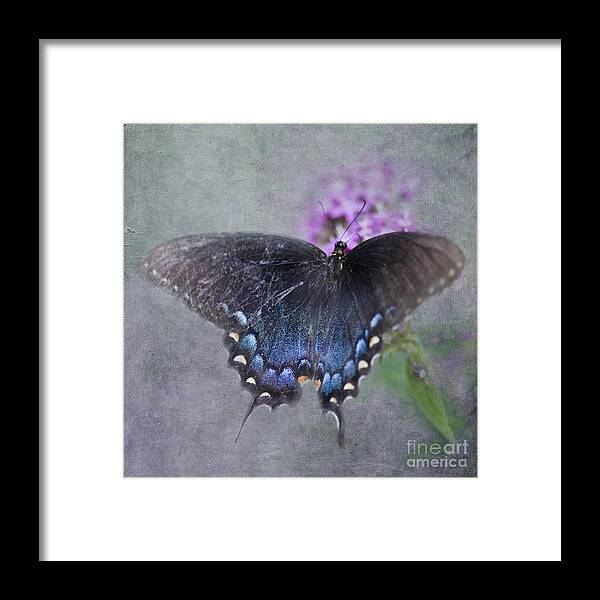 Pipevine Swallowtail Framed Print featuring the photograph Butterfly Dance by Betty LaRue