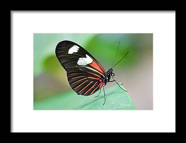 Butterfly Framed Print featuring the photograph Butterfly by David Freuthal