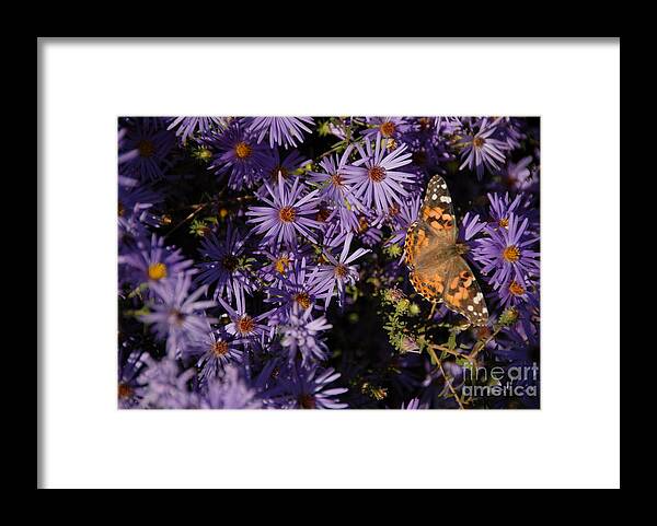 Blue Asters Framed Print featuring the photograph Butterfly Dreams by Bill Hyde