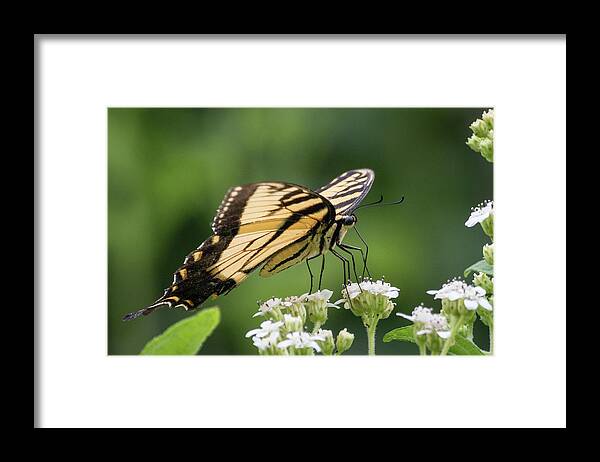 Wildlife Framed Print featuring the photograph Butterfly Drinking by John Benedict