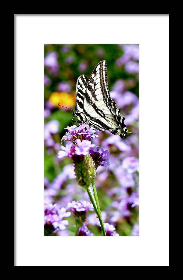 Flowers Framed Print featuring the photograph Butterfly by Erin Finnegan