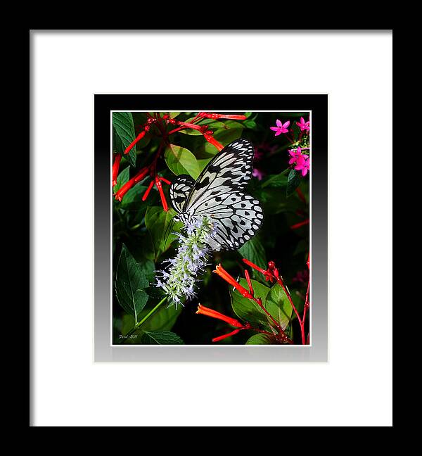 Insect Framed Print featuring the photograph Butterfly by Farol Tomson