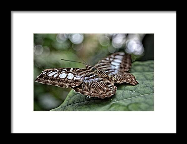 Colorado Framed Print featuring the photograph Butterfly III by FineArtRoyal Joshua Mimbs