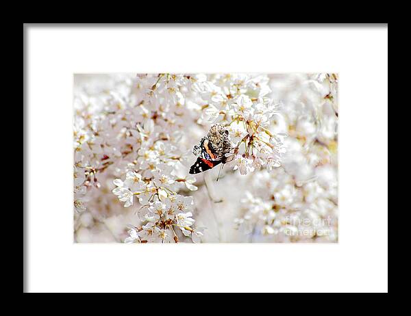 Butterfly Framed Print featuring the photograph Butterfly in Cherry Blossom by Charline Xia