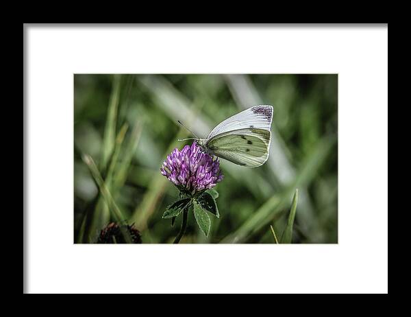 Butterfly Framed Print featuring the photograph Butterfly In Love by Ray Congrove