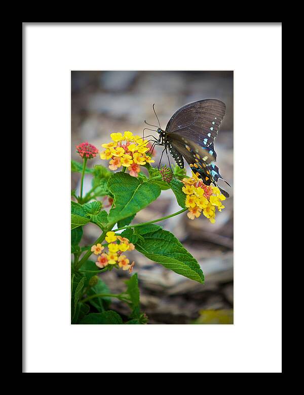 Butterfly Framed Print featuring the photograph Butterfly by John Daly
