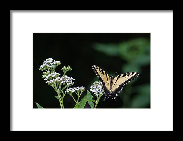 Wildlife Framed Print featuring the photograph Butterfly Landing by John Benedict