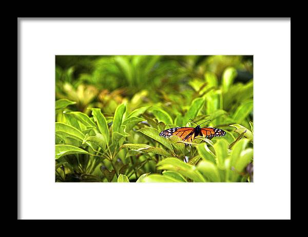 Hawaii Framed Print featuring the photograph Butterfly Maui by Waterdancer 